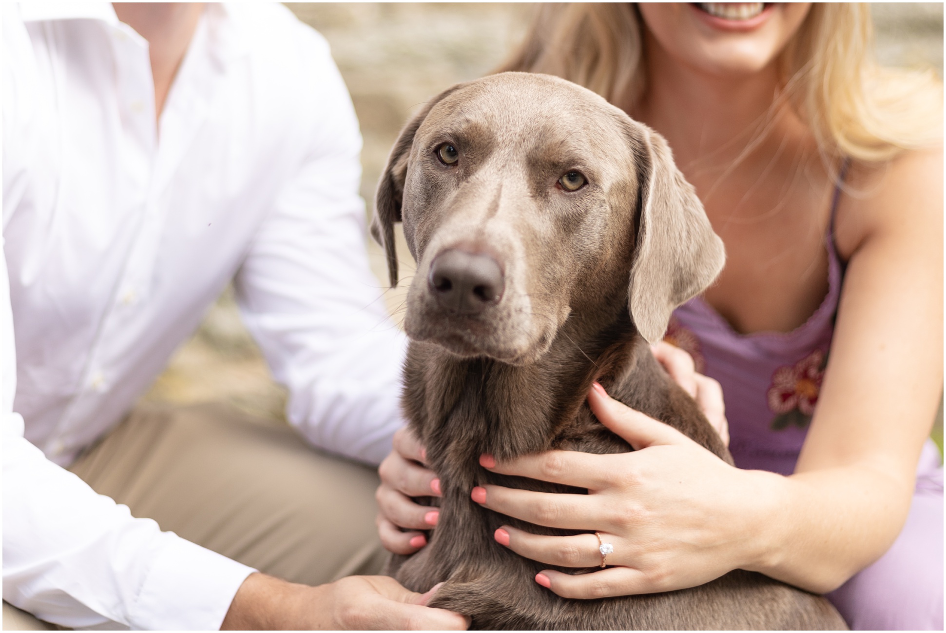 The couples dog, Kona, from their Lavender Engagement at Susquehanna State Park