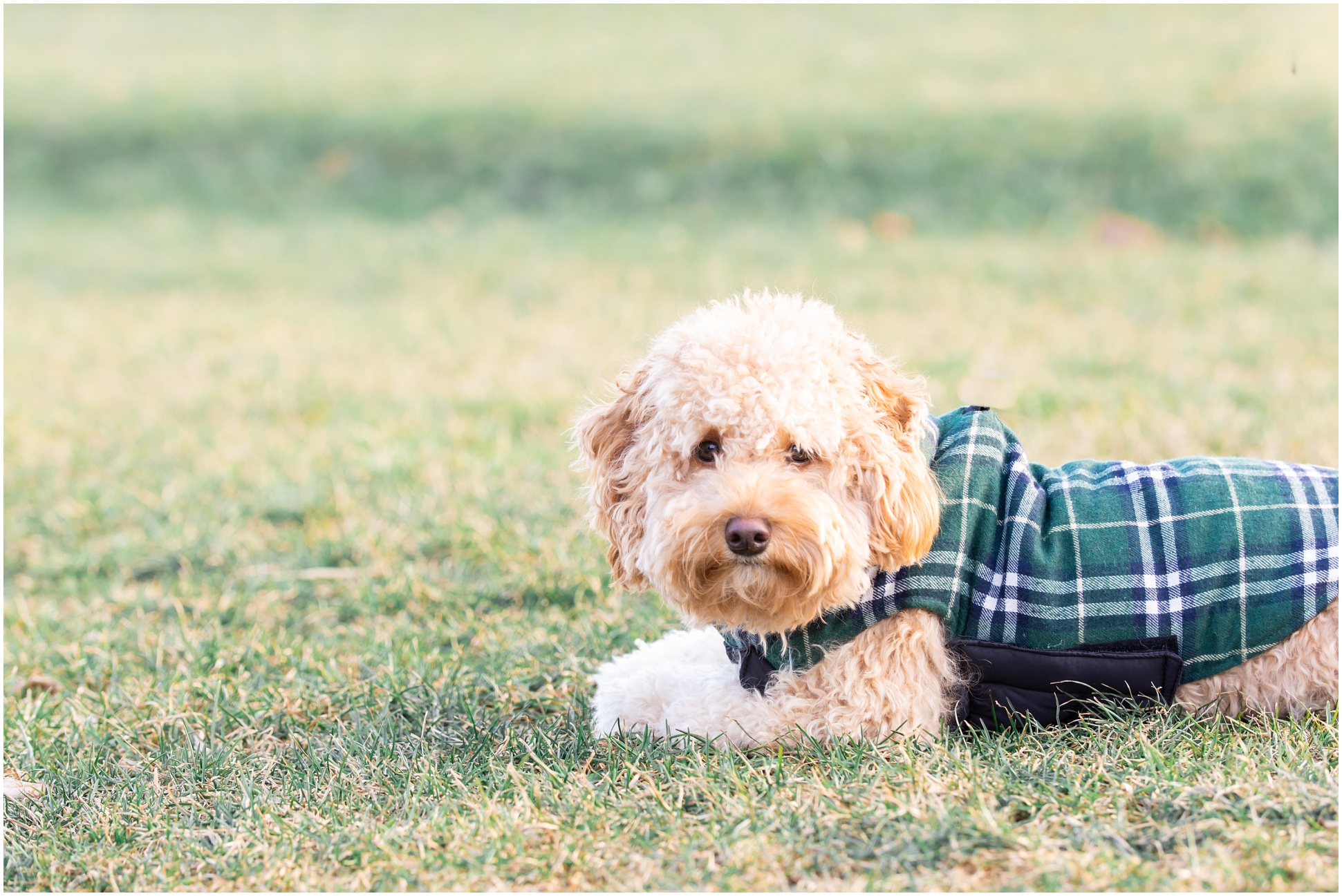 puppy wearing green plaid vest