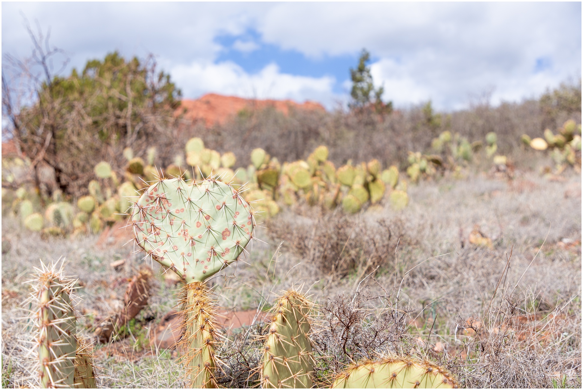 Landscape View of a Heart Shaped Prickly Pear with the Sedona Red Rocks in the Background