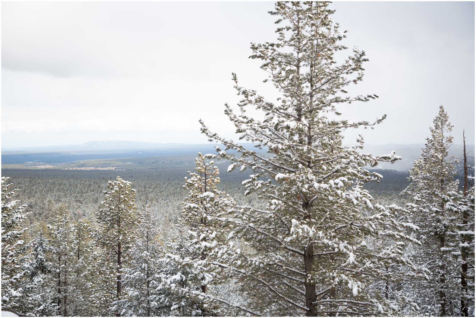 Snow covered trees overlooking flagstaff, arizona