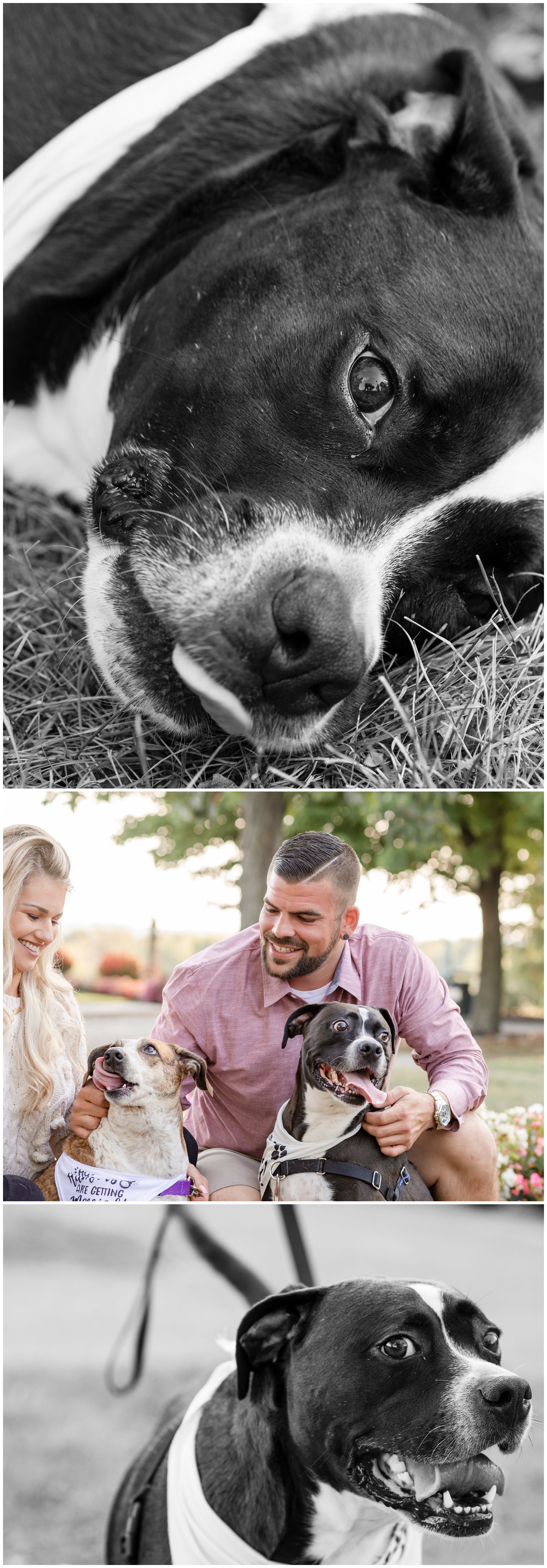 engagement session - couple and two dogs