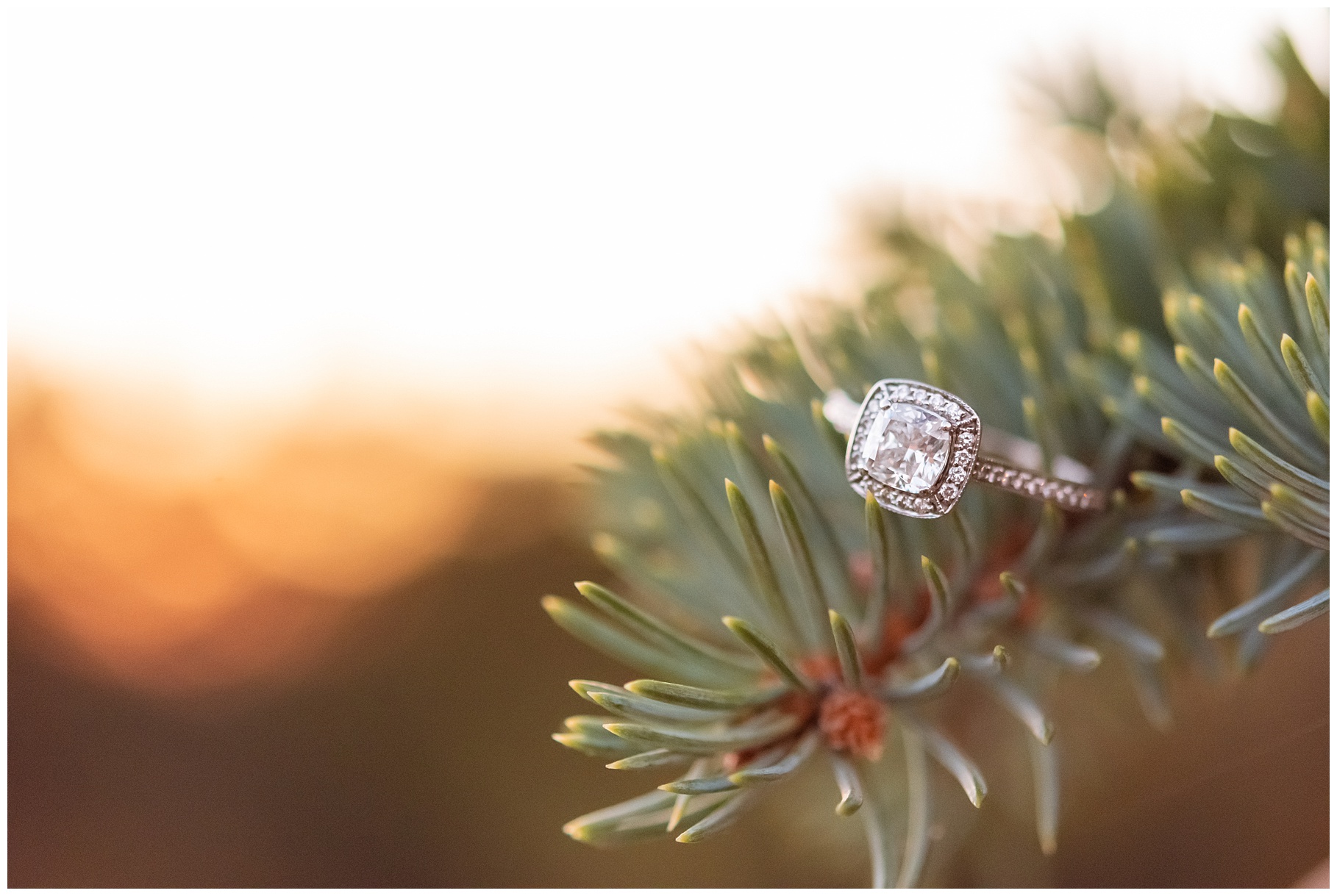 Fall engagement ring on evergreen