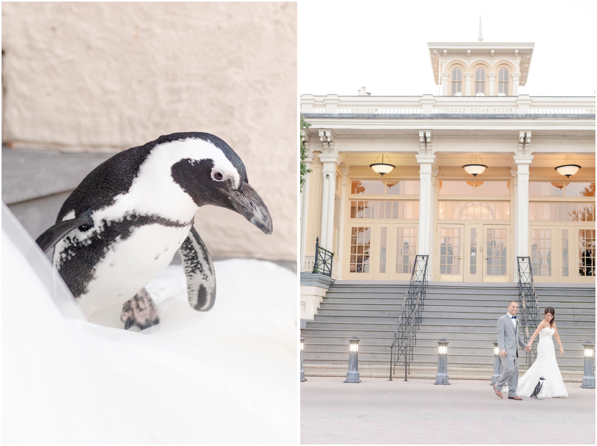 Dawn the Penguin from the MD Zoo