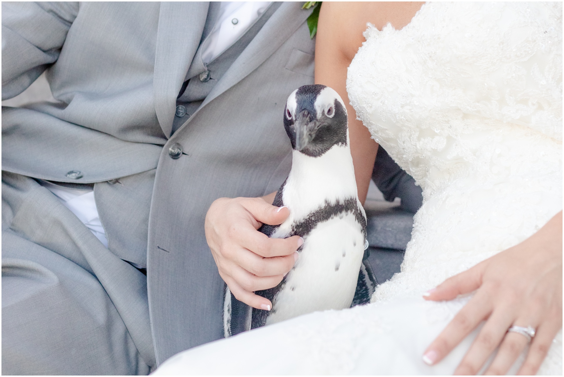 Penguin Dawn sitting with Valarie and Ryan on their wedding day