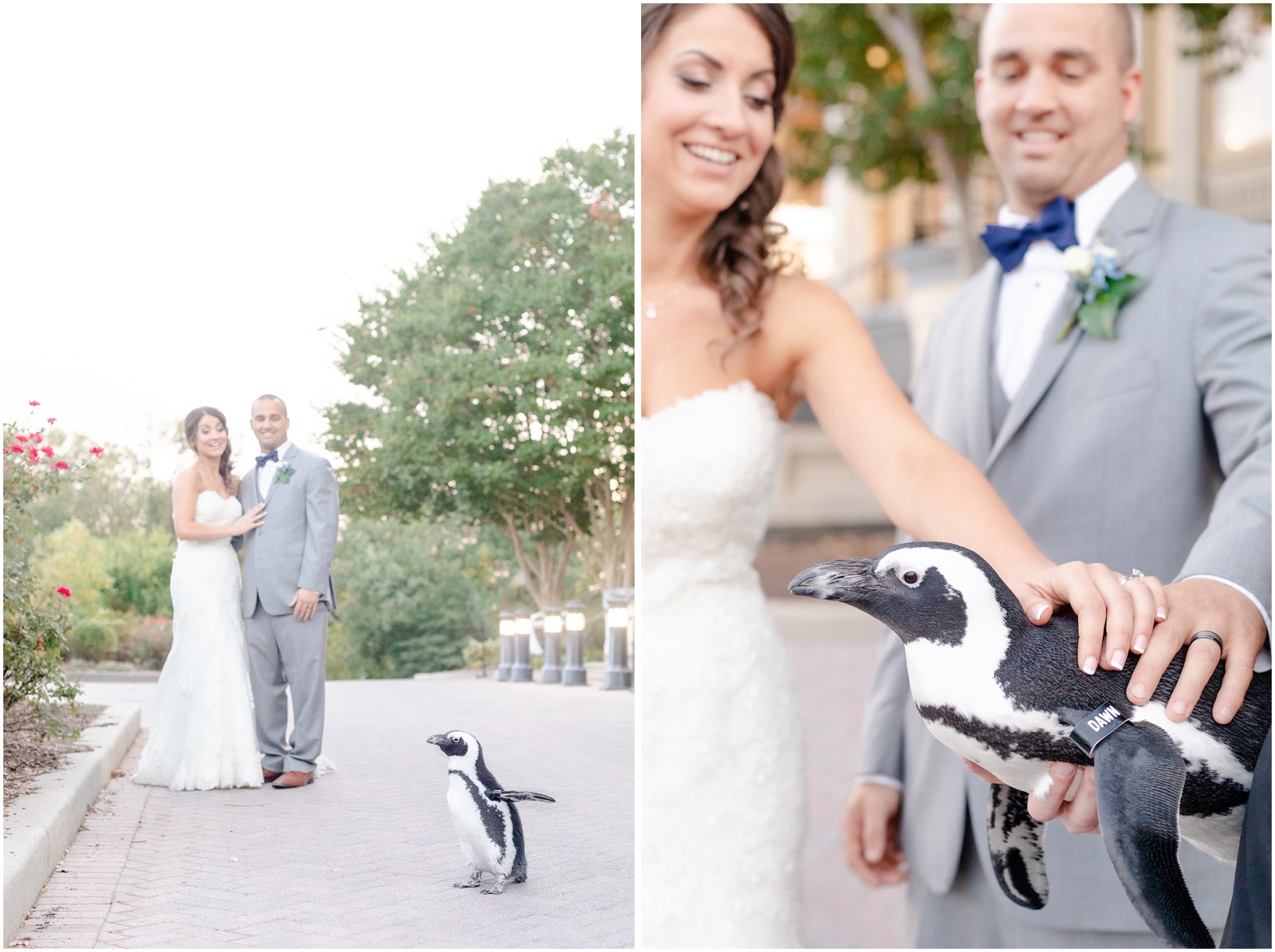Two bridal portraits with a penguin