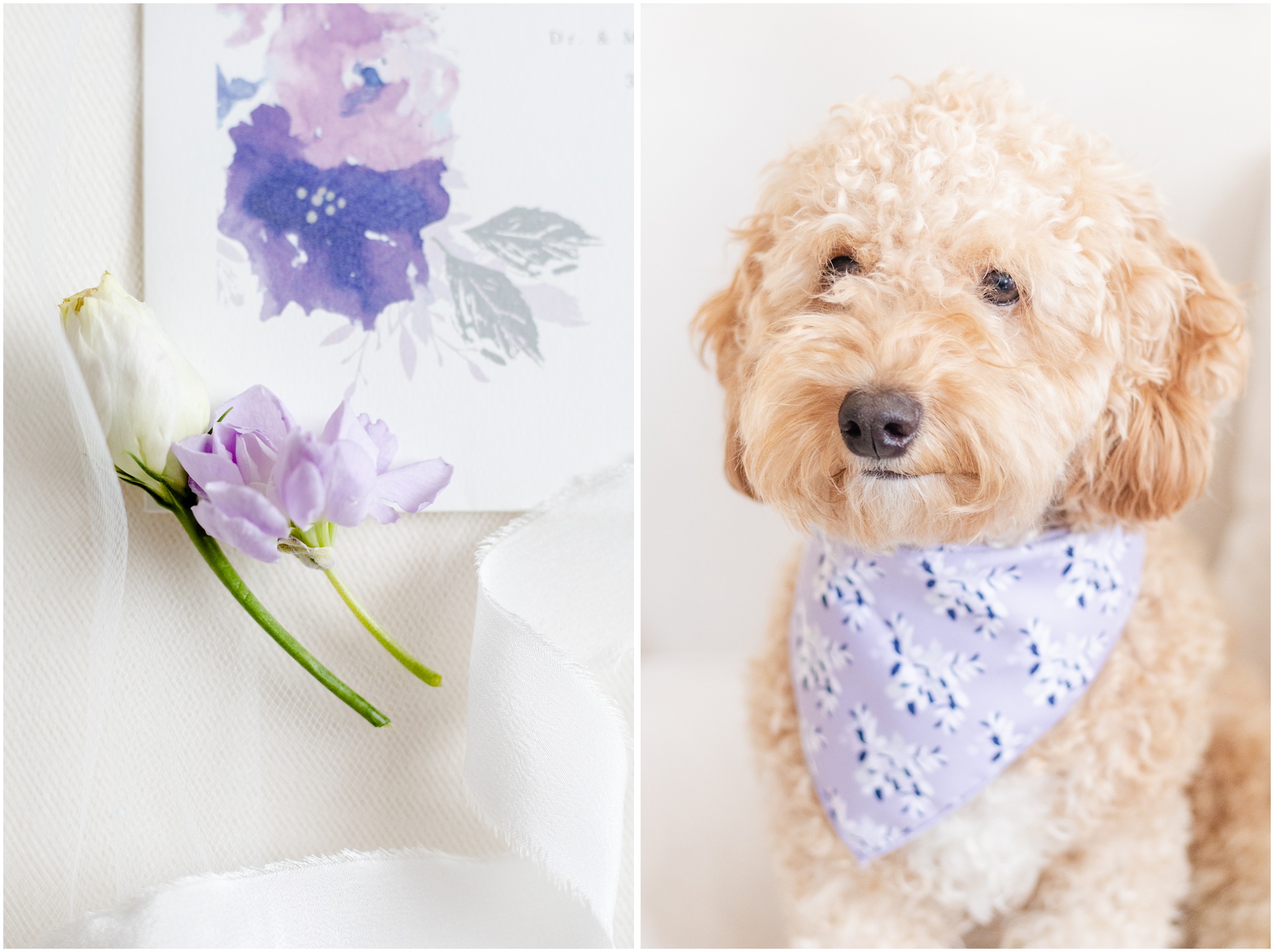 White and lavender flowers on top of flowery painting; fluffy dog in lavender bandanna