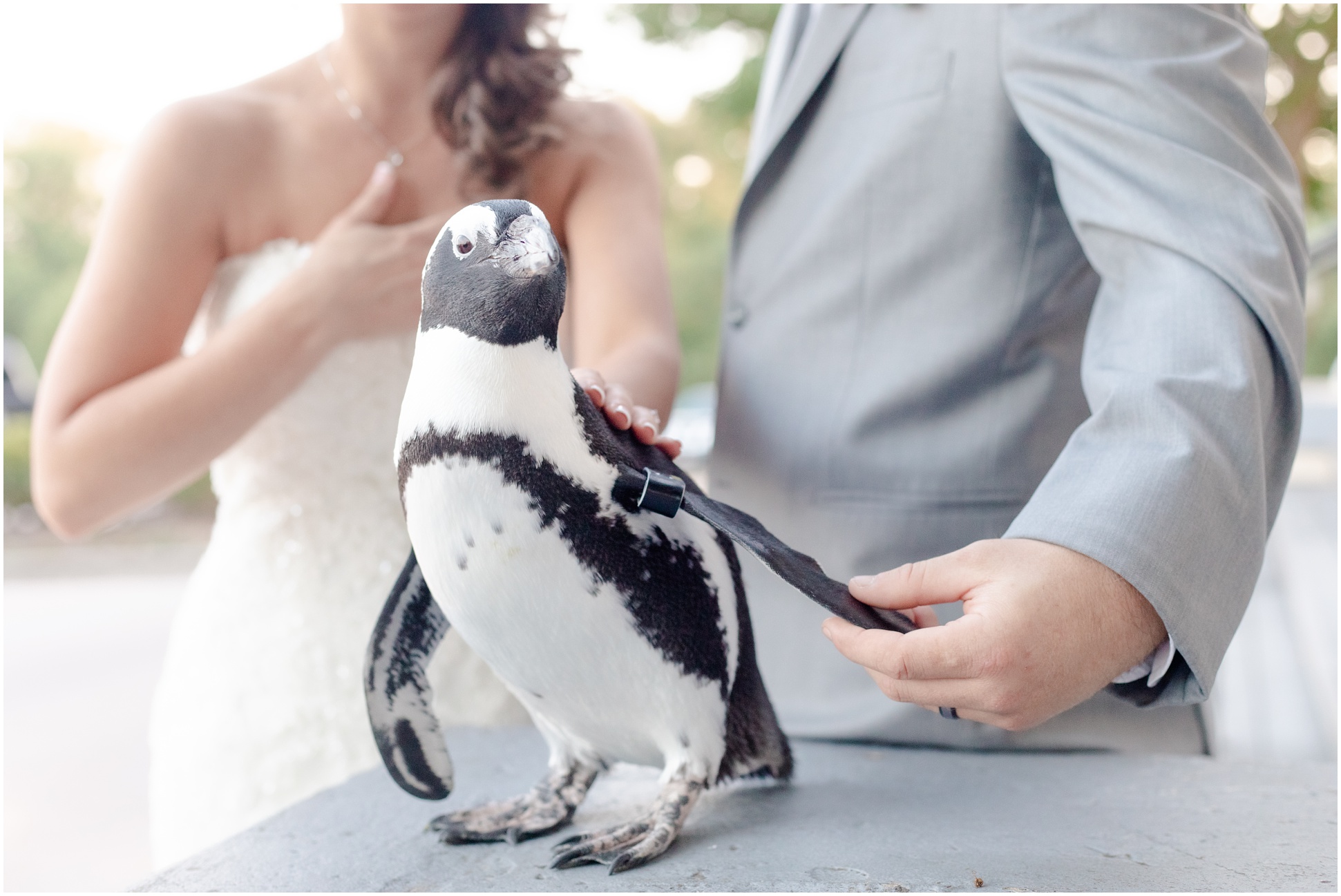 groom holding penguin's wing