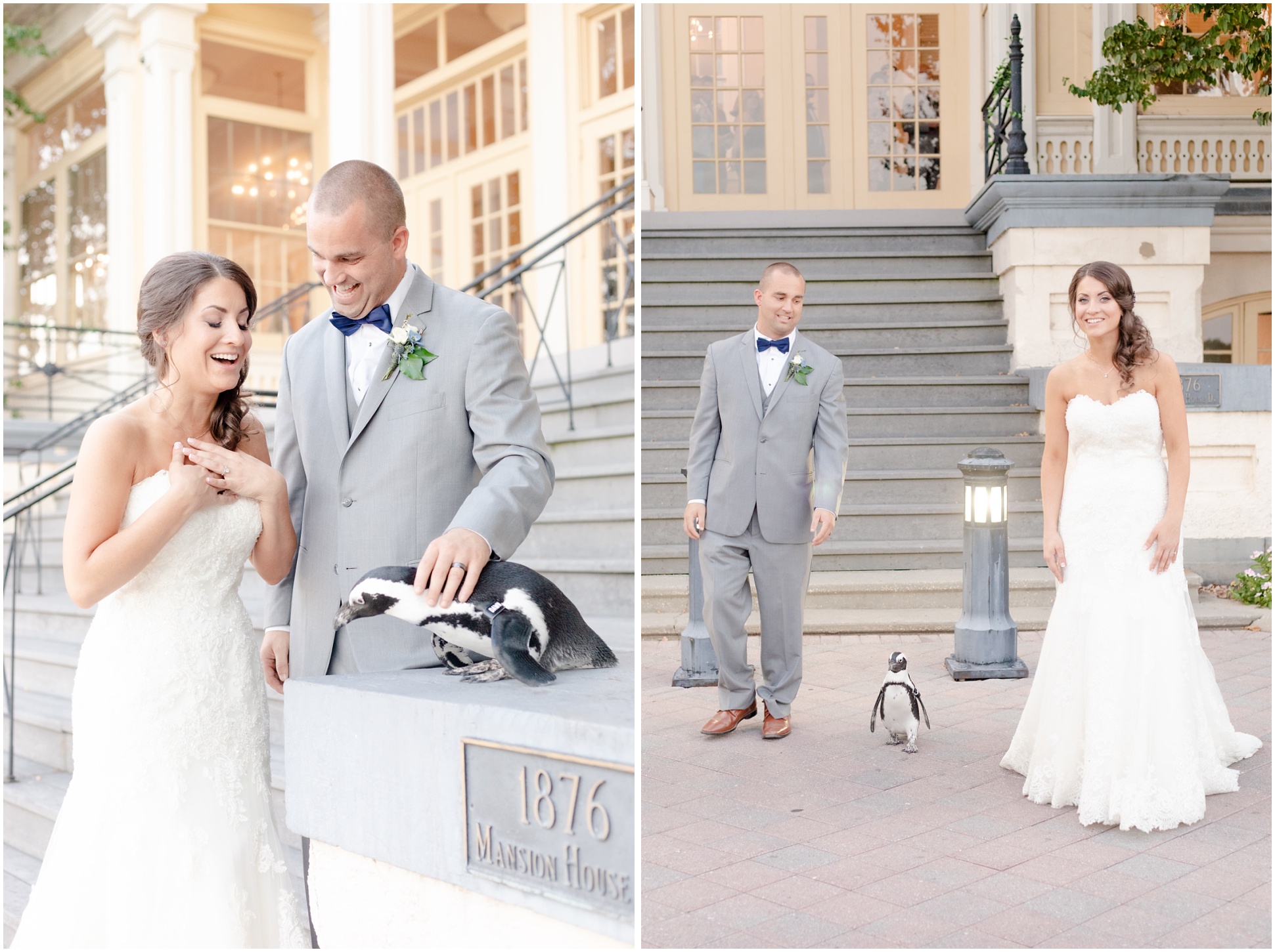 Bride and groom petting penguin and laughing; bride and groom walking with penguin