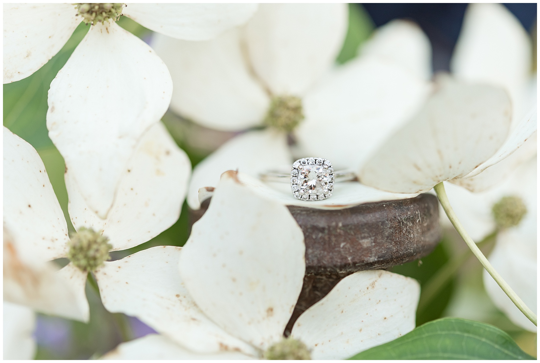 Engagement ring in dogwood flowers