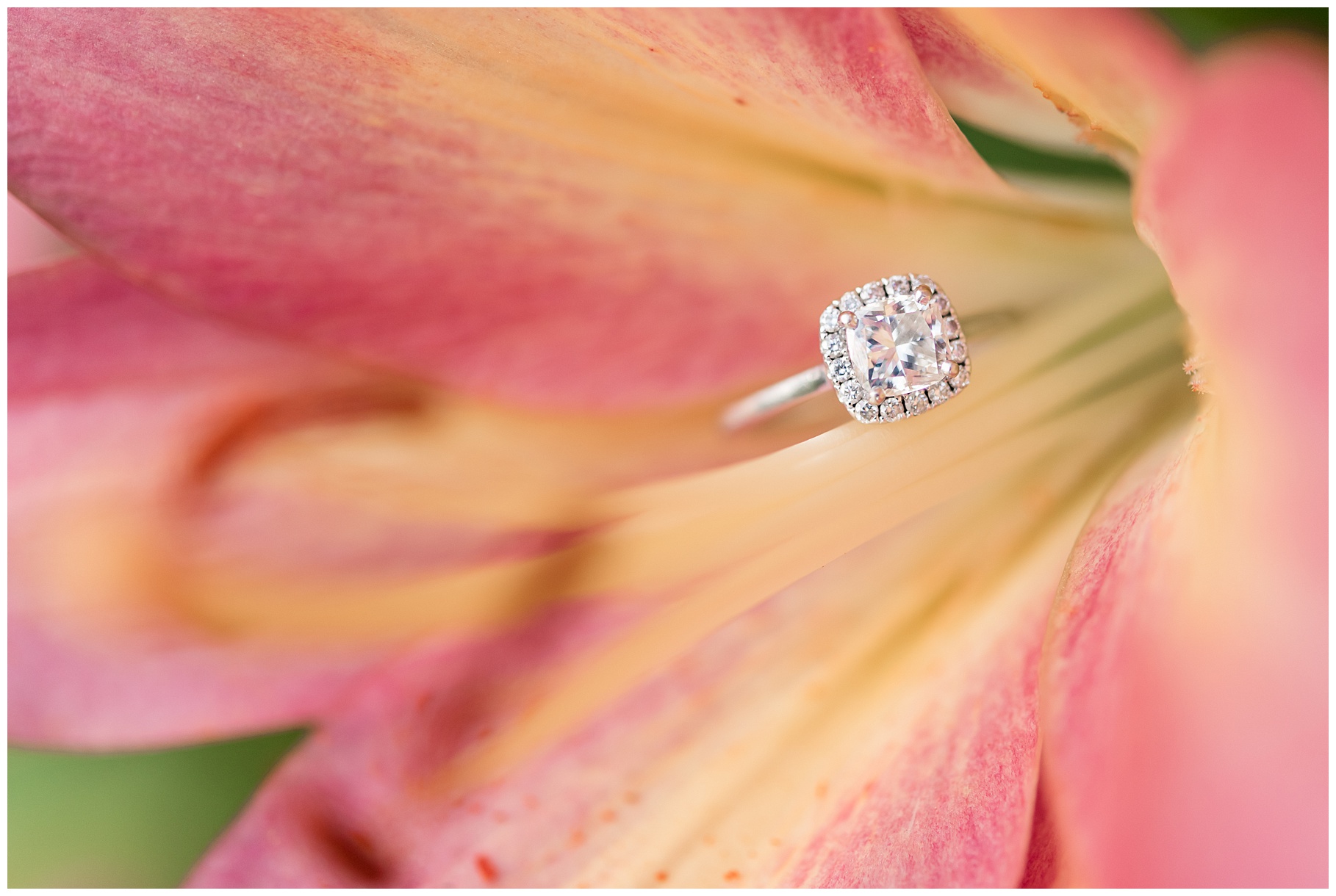 Engagement Ring on Lily