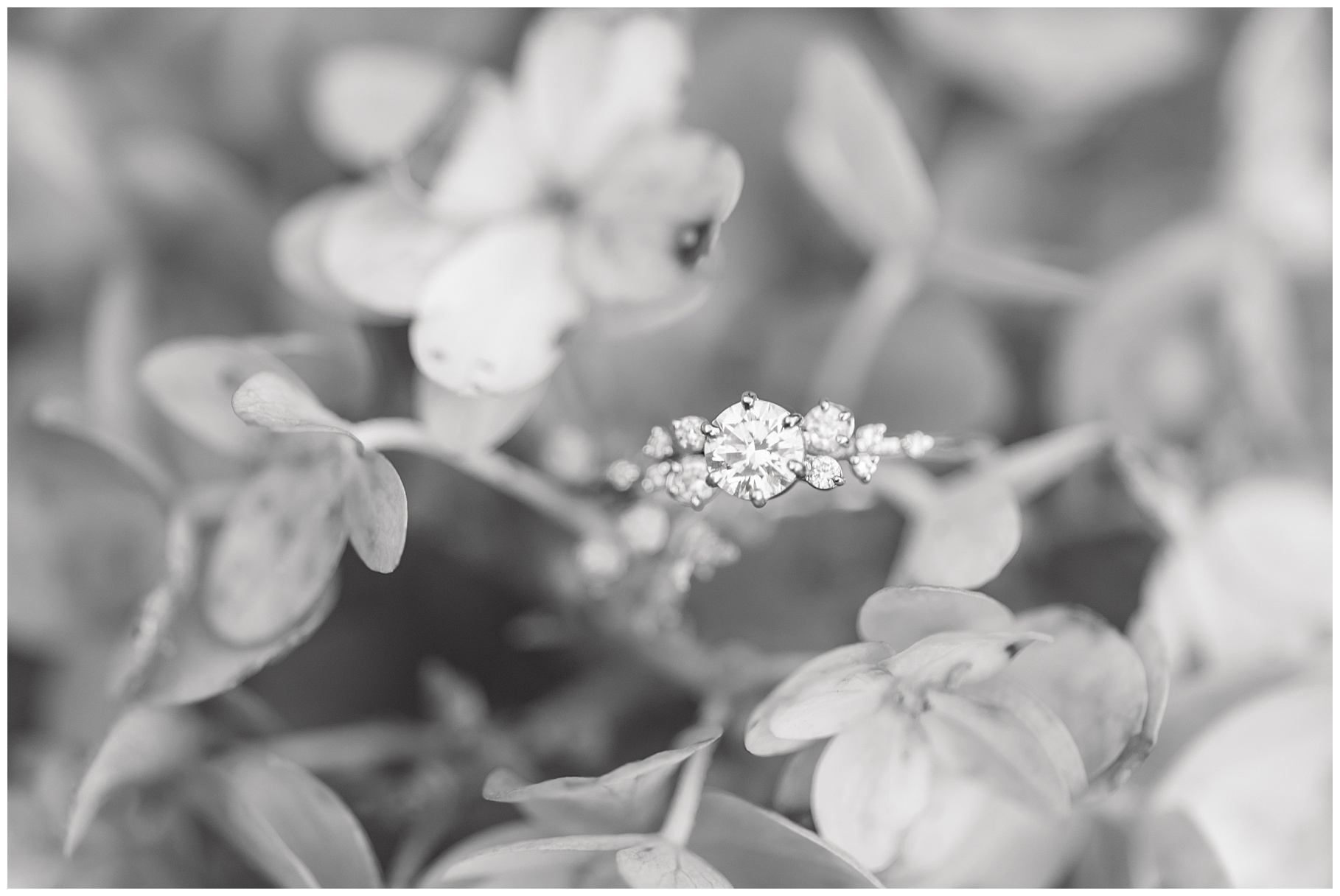 Engagement ring in hydrangea b& w