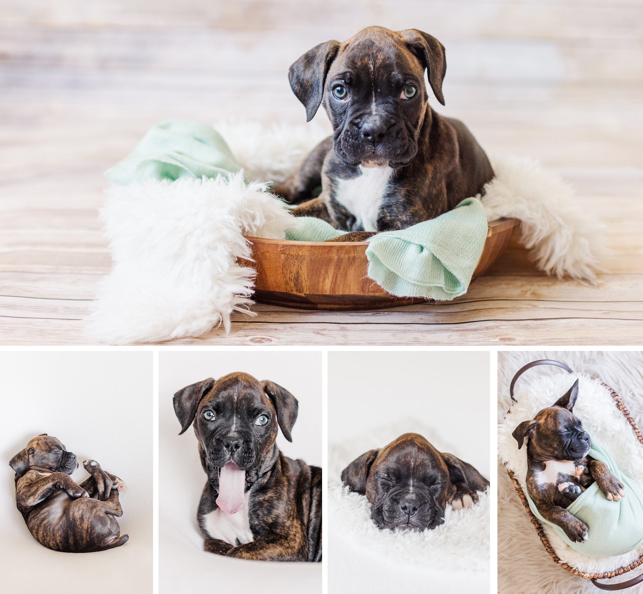 Newborn Puppy Collage