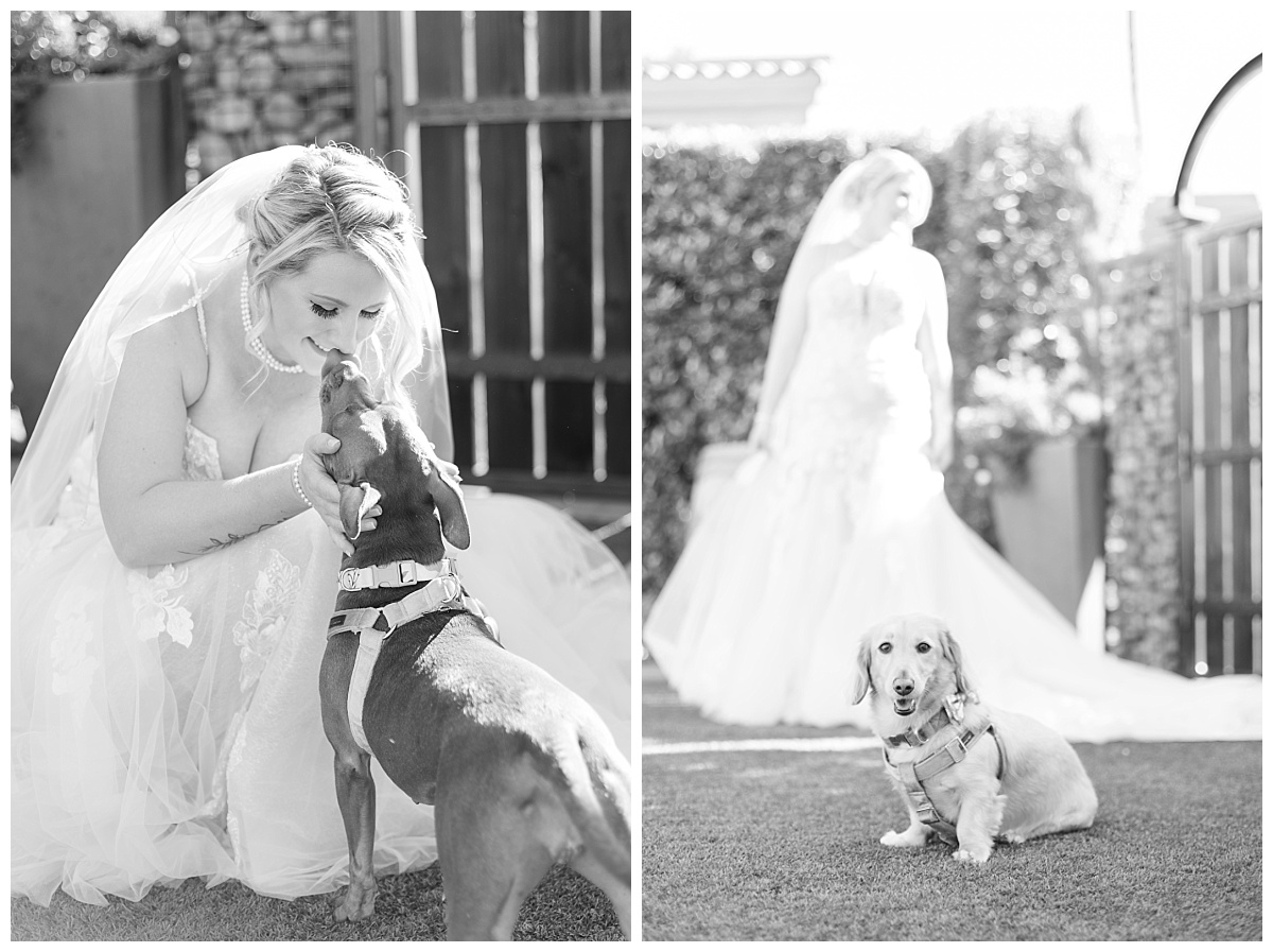 Bride's first look with her dogs