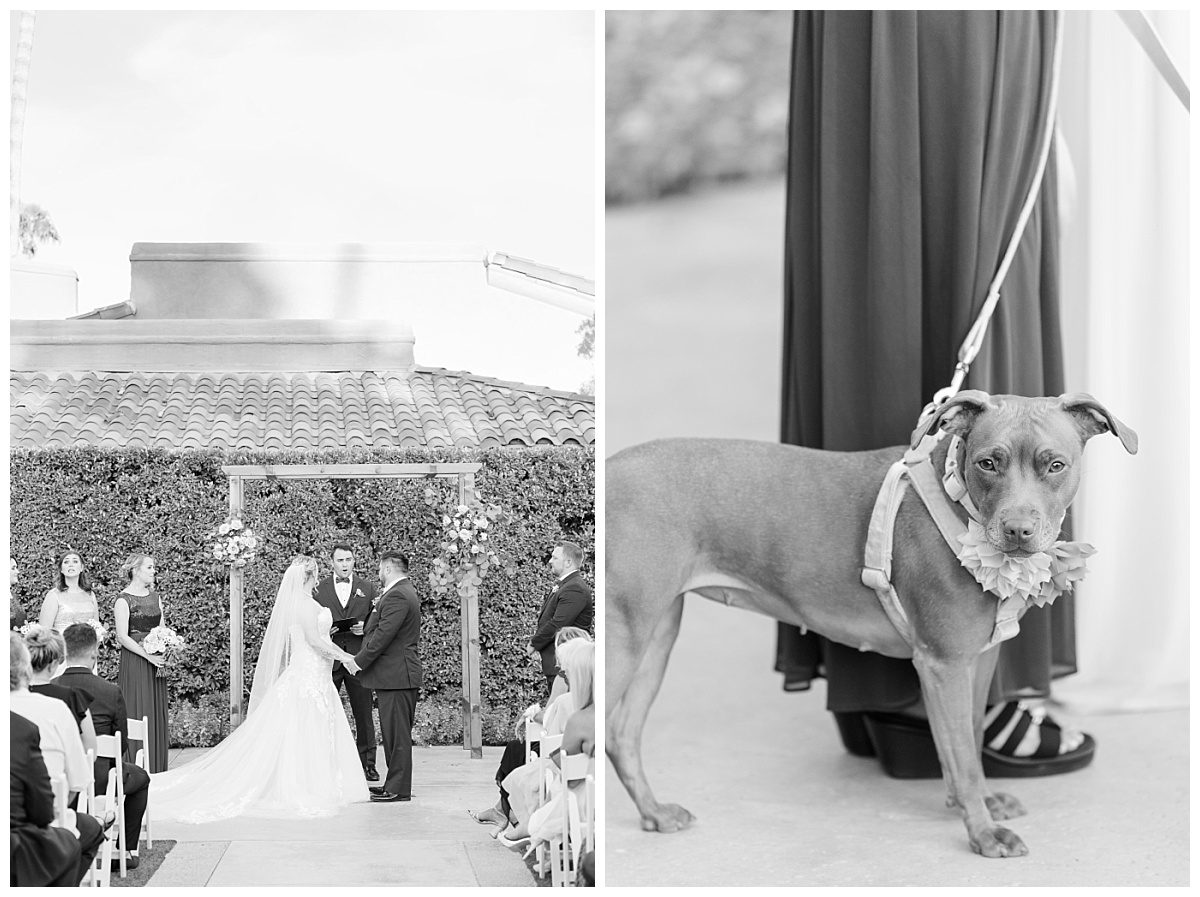 black and white ceremony with dogs