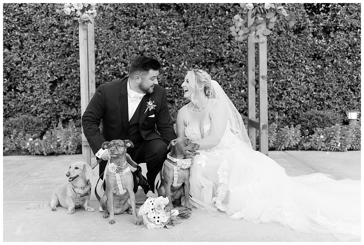 Dogs in bridal portraits