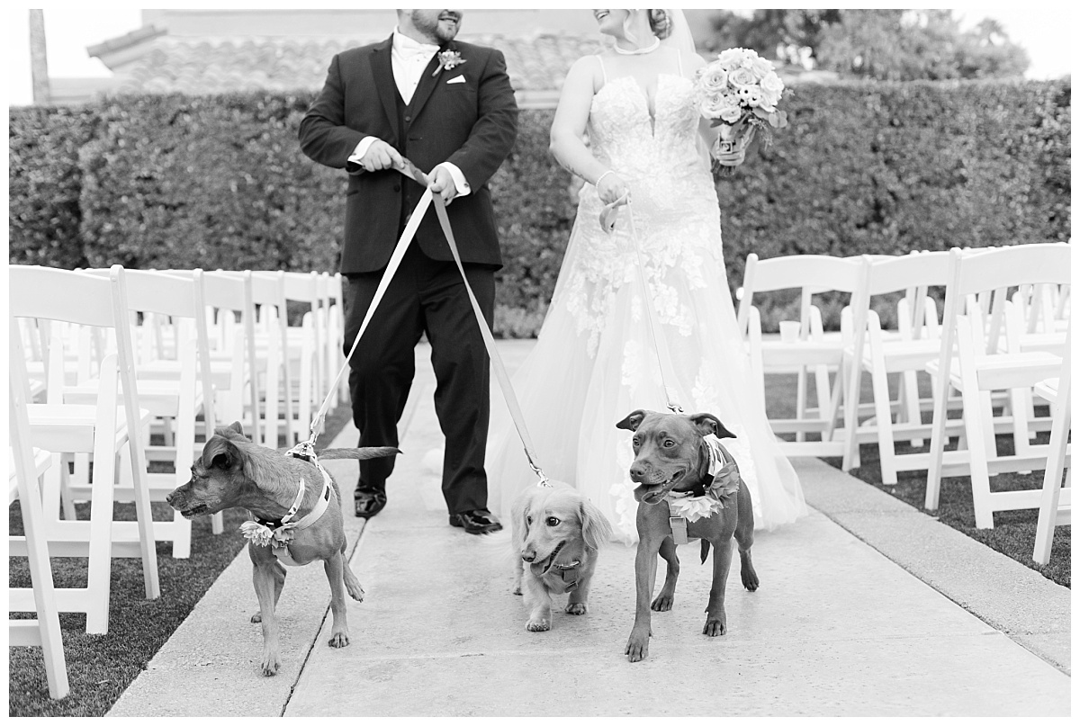 bride and groom walking dogs down the aisle