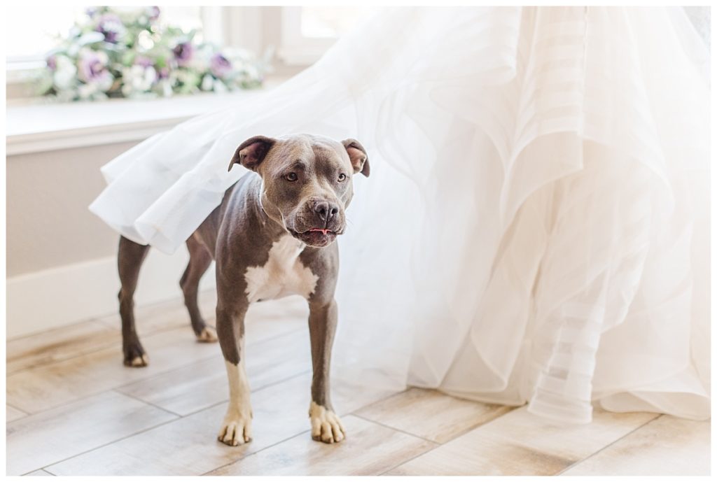 Pocket Pitbull under wedding dress