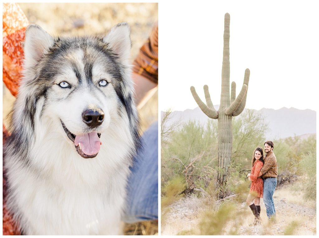 Blue Eyed Husky in Desert