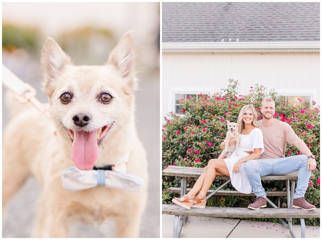 Left image: close up of dog in blue and white bow tie looking at the camera; right image: couple holding dog sitting on a picnic table holding their dog.