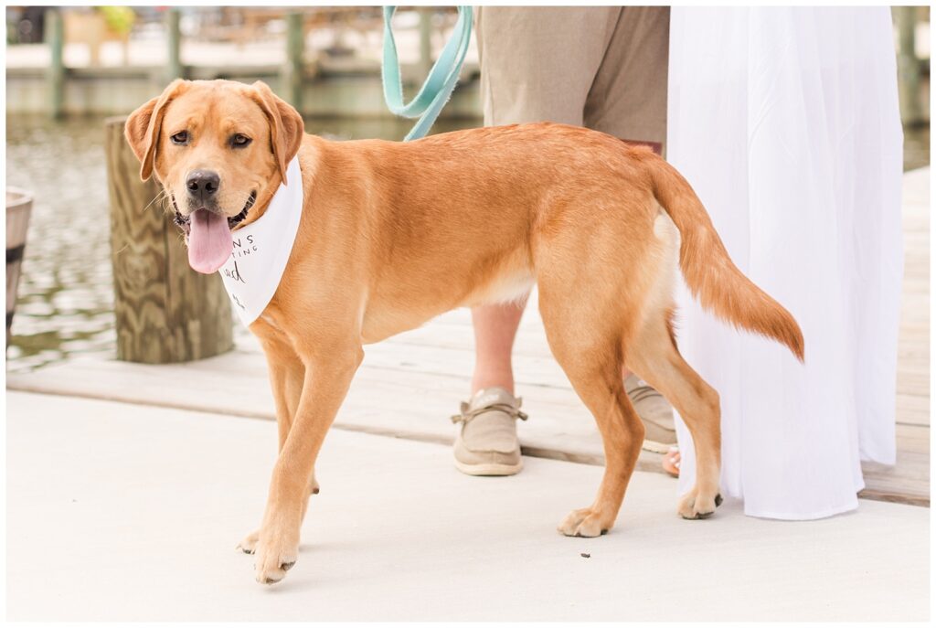 The couple's yellow lab/ red fox mix was all in for pictures!